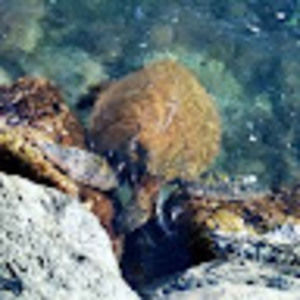 Meet your Posher, Ethan